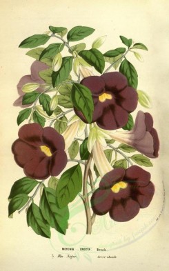 purple_flowers-00434 - meyenia erecta [2108x3373]