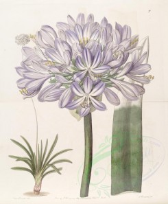 purple_flowers-00488 - 007-agapanthus umbellatus maximus, Large-flowered African Blue-Lily [3322x4018]