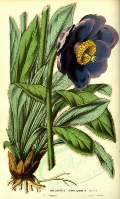 purple_flowers-00502 - meconopsis simplicifolia [2195x3634]