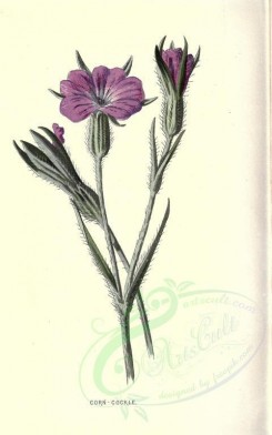 purple_flowers-00552 - CORN-COCKLE [1744x2790]