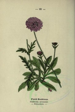 purple_flowers-00562 - Field Scabious - scabiosa arvensis [2018x2994]