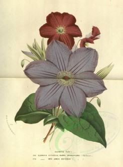 purple_flowers-00579 - clematis viticella rubra grandiflora, clematis mrs james bateman [3292x4439]