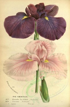 purple_flowers-00581 - iris kaempferi, 2 [2342x3588]
