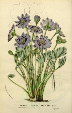 purple_flowers-00589 - anemone angulosa [2332x3649]