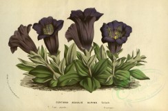 purple_flowers-00601 - gentiana acaulis alpina [3249x2142]