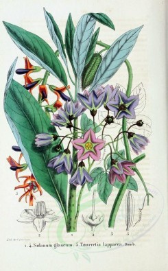 purple_flowers-00631 - solanum glfucum, tourretia lappacea [2150x3467]