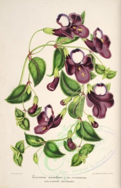 purple_flowers-00633 - torenia asiatica [3743x5793]