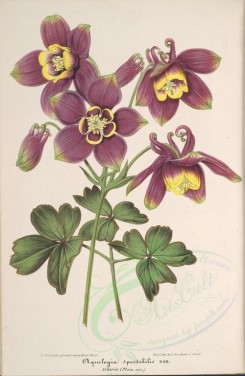 purple_flowers-00638 - aquilegia spectabilis [3908x6001]