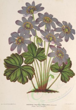 purple_flowers-00640 - anemone angulosa [3702x5313]