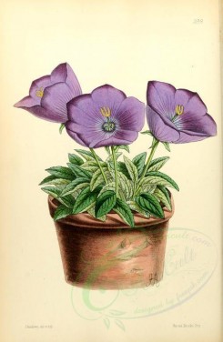 purple_flowers-00658 - Campanula Turbinata [1908x2926]