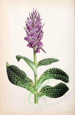purple_flowers-00663 - Orchis Latifolia Lagotis [1918x2942]