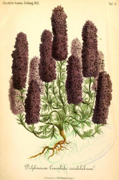 purple_flowers-00679 - delphinium consolida candelabrum [1987x3002]