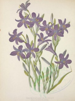 purple_flowers-00685 - Mountain Ixiolirion, iciolirion montanum [3336x4505]
