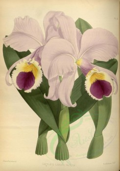 purple_flowers-00701 - cattleya labiata pallida [3225x4582]
