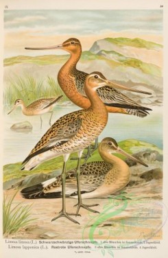 rails-00105 - Black-tailed Godwit, limosa limosa, Bar-tailed Godwit, limosa lapponica