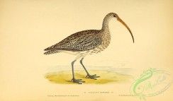 rails-00144 - Curlew