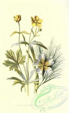 ranunculus-00039 - Goldilocks, Water Ranunculus