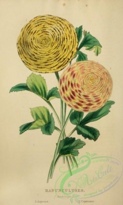 ranunculus-00043 - Ranunculus
