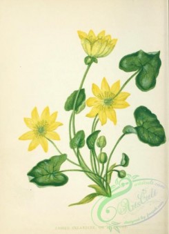 ranunculus-00314 - Lesser Celandine or Pilewort, ranunculus ficaria