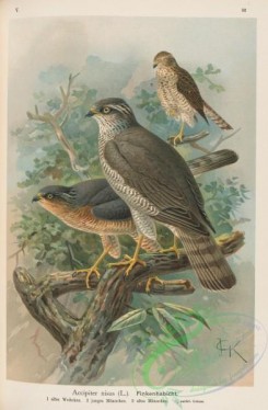 raptors-00070 - Eurasian Sparrowhawk, accipiter nisus