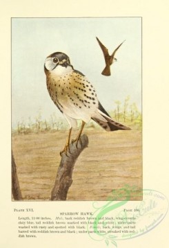 raptors-00114 - 016-Sparrow Hawk