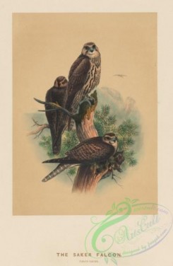 raptors-00141 - Saker Falcon, falco sacer