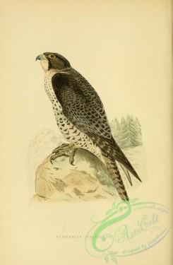 raptors-00215 - Norwegina Jer-Falcon