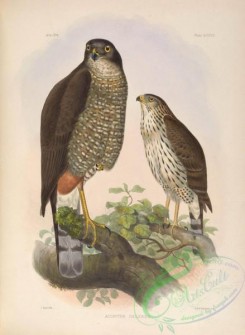 raptors-00237 - Chilean Hawk