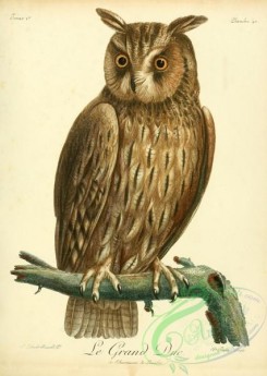 raptors-00254 - Cape eagle owl
