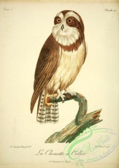 raptors-00286 - Spectacled owl