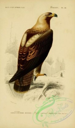 raptors-00303 - Eastern Imperial Eagle