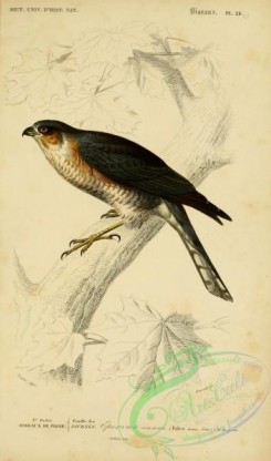 raptors-00304 - Eurasian Sparrowhawk