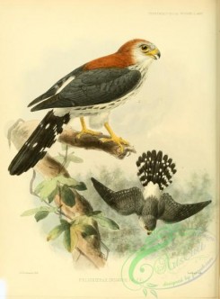 raptors-00399 - Feilden's Hawk