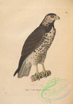 raptors-00458 - falco pterocles, 2