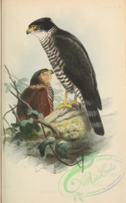 raptors-00567 - Semicollared Hawk, accipiter collaris