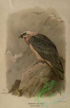 raptors-00599 - Bearded Vulture, gypaetus barbatus