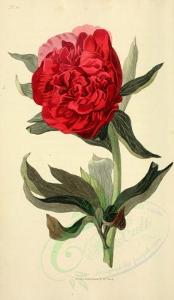 red_flowers-00026 - 11-Double Red Officinalis Paeony - paeonia officinalis rubra [2001x3450]