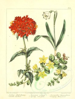 red_flowers-00034 - Scarlet Lychnis, Spring Snow Flake, Creeping Moneywort - Lychnis chalcedonica, leucojum vernum, lysimachia nummularia [2348x3089]