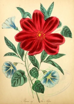 red_flowers-00055 - Peonae of Alps [1905x2650]