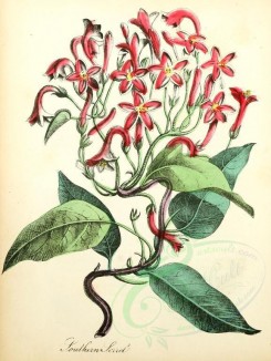 red_flowers-00059 - Southern Sorrel [1993x2650]
