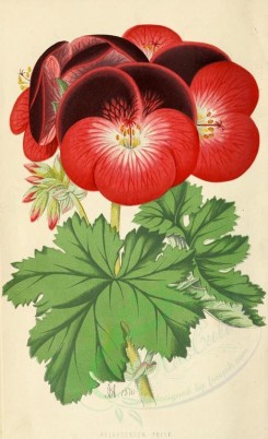 red_flowers-00060 - pelargonium [1874x3069]