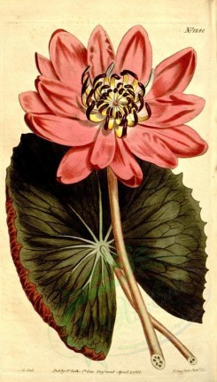 red_flowers-00064 - 1280-nymphaea rubra, Red-flowered Water Lily [1871x3285]