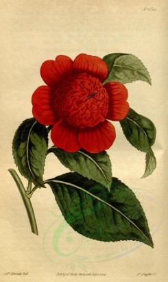 red_flowers-00065 - 1654-camellia japonica anemoniflora, Anemone-flowered or Warrata'h Camellia [1897x3175]
