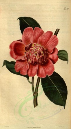 red_flowers-00071 - 2577-camellia japonica, Knight's New Warratah Camellia [1742x3142]