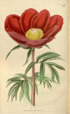 red_flowers-00078 - 3431-paeonia russi, Crimson Paeony [2056x3354]