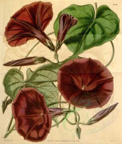 red_flowers-00081 - 4024-pharbitis tyrianthina, Tyrian-purple Gaybine [3326x3934]
