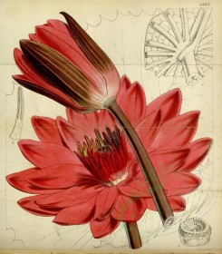 red_flowers-00085 - 4665-nymphaea hybrida devoniensis, Duke of Devonshire's Nymphaea hybrid [3529x4035]