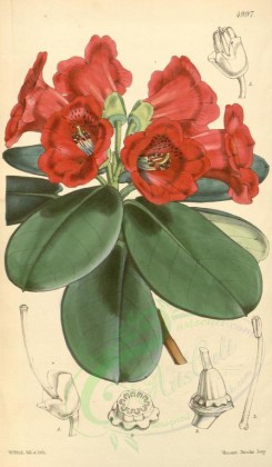 red_flowers-00092 - 4997-rhododendron thomsoni, Dr Thomson's Rhododendron [2034x3482]
