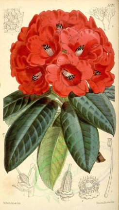 red_flowers-00094 - 5120-rhododendron smithii, Sir James Smith's Rhododendron [1996x3499]