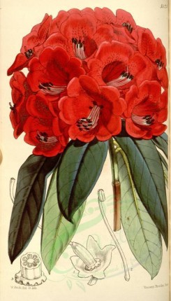 red_flowers-00095 - 5125-rhododendron shepherdii, Mr Shepherd's Rhododendron [1996x3499]